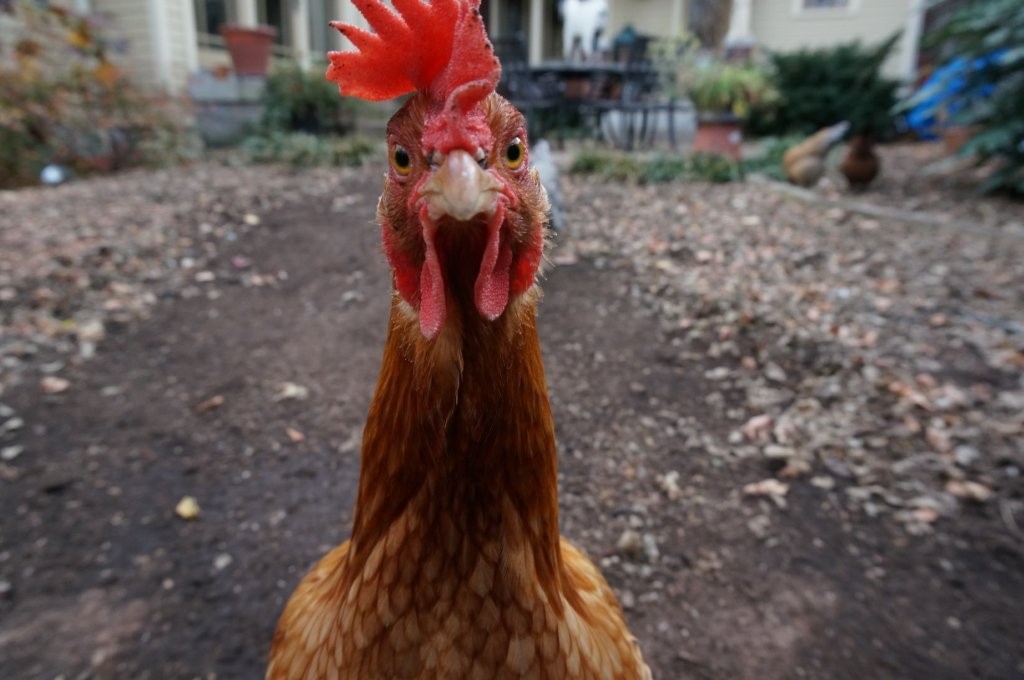 干支占い プライド高め 酉年生まれの性格の特徴 セレンディピティ
