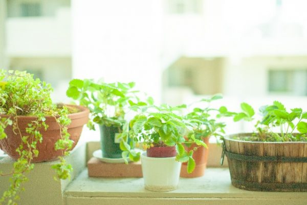 風水で観葉植物を使いこなす7つのテクニック セレンディピティ