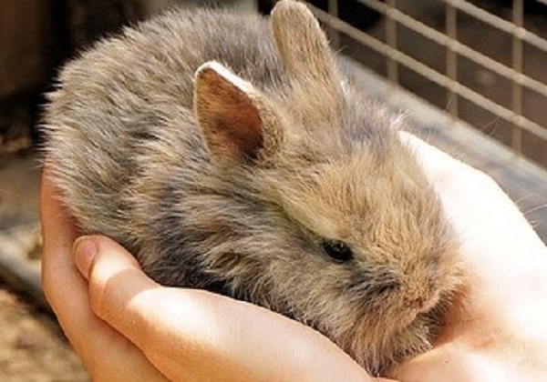 animalis7