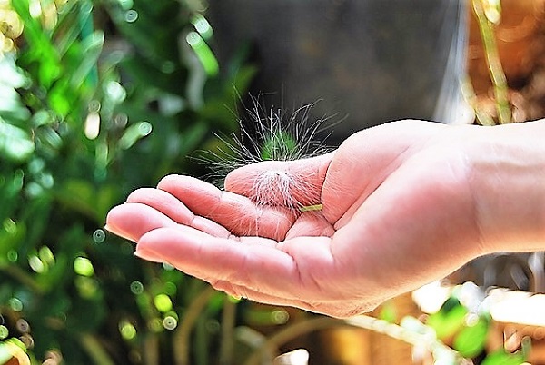 ホオポノポノは本当に効果があるの 考えるより行動あるのみ まずはやってみましょう セレンディピティ