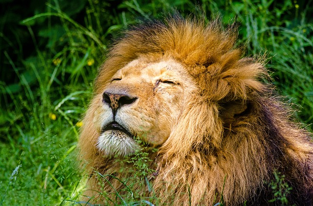 夢占い ライオンの夢の意味とは 診断9パターン セレンディピティ