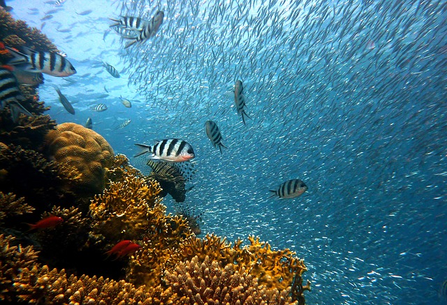 夢占い 魚の夢の意味とは 診断10パターン セレンディピティ