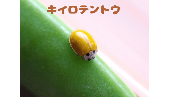 キイロテントウ 幸運